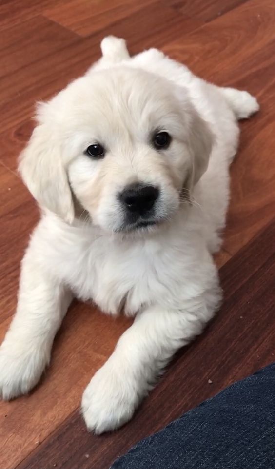 Cuties Puppies tweet media