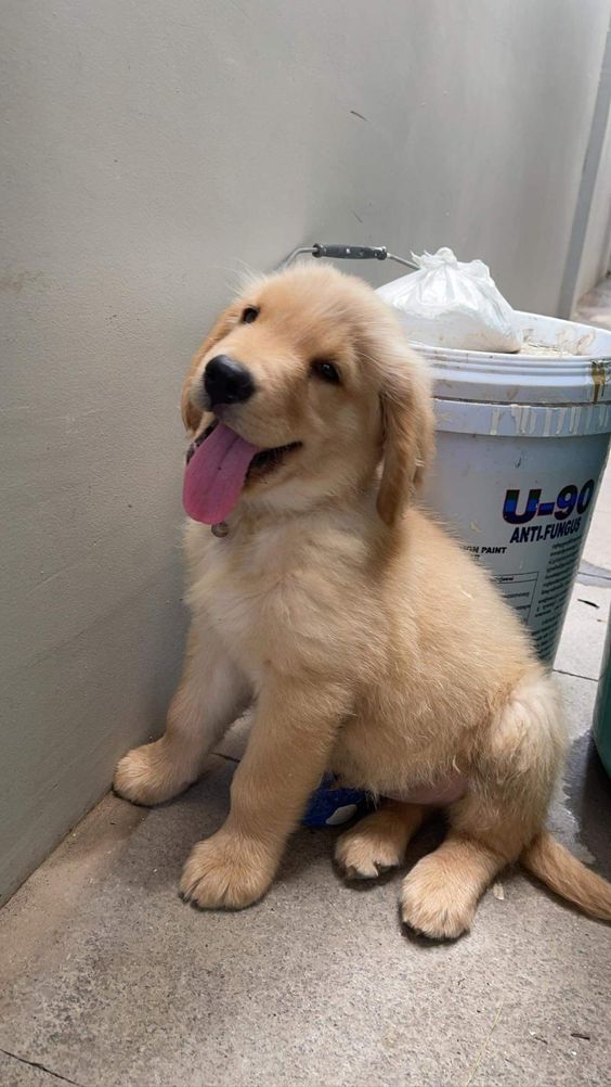 Cuties Puppies tweet media