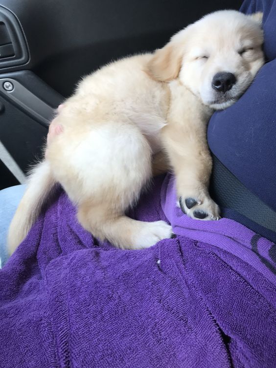 Cuties Puppies tweet media