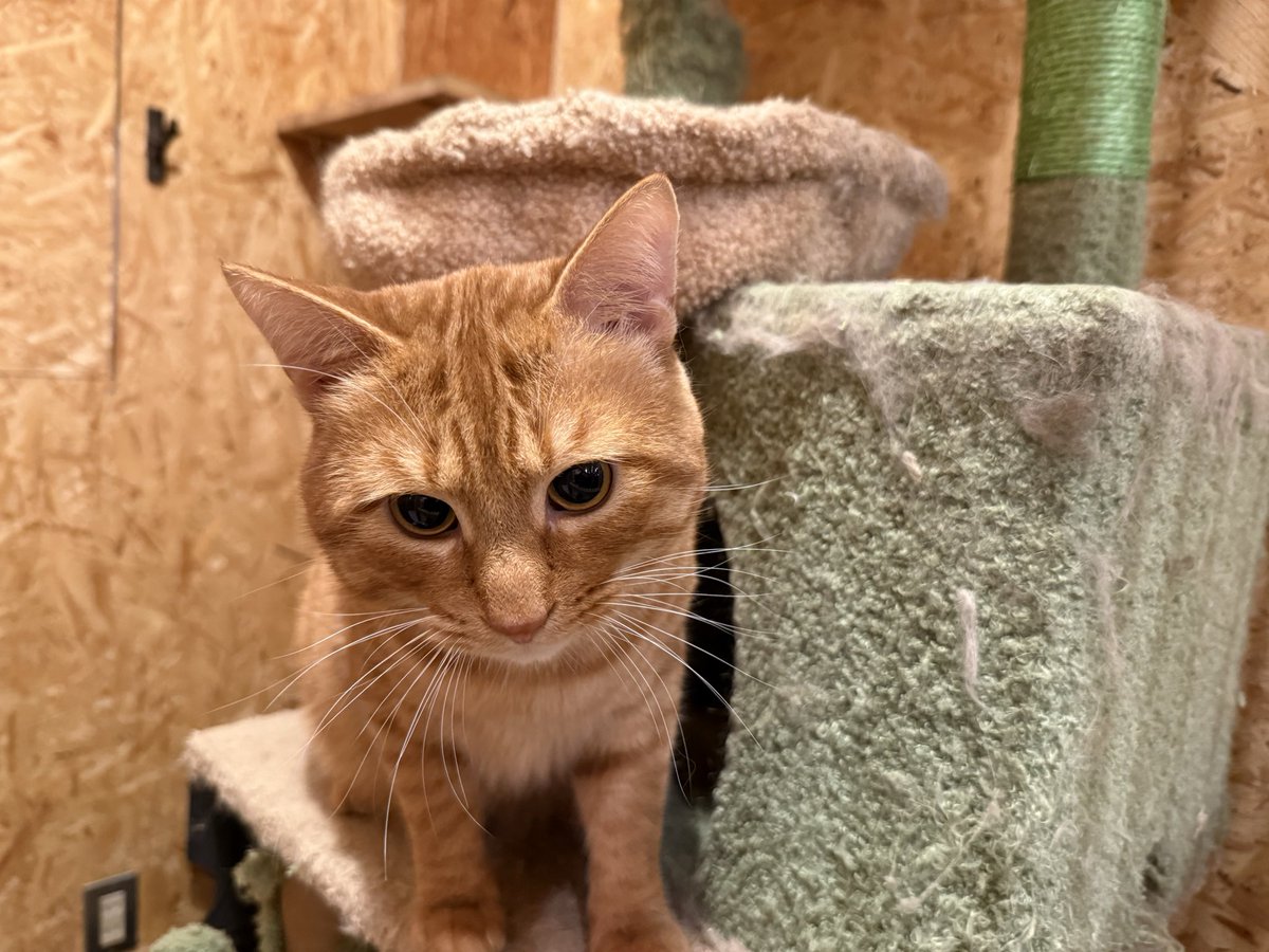 ojun00074's tweet image. 可愛かったけど寂しがってるしトイレ汚いし水ないし撫でたらずっとふみふみしてて切なかった。

出入り口の真横で冬は寒いだろうし可哀想って印象が強かった。
お家で飼ってあげて欲しい。

#スケートショップ