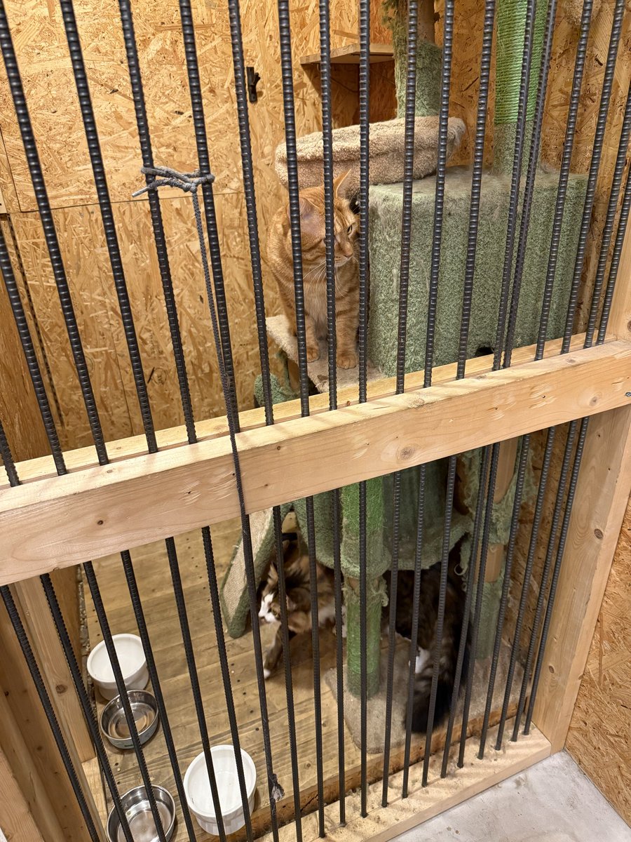 ojun00074's tweet image. 可愛かったけど寂しがってるしトイレ汚いし水ないし撫でたらずっとふみふみしてて切なかった。

出入り口の真横で冬は寒いだろうし可哀想って印象が強かった。
お家で飼ってあげて欲しい。

#スケートショップ