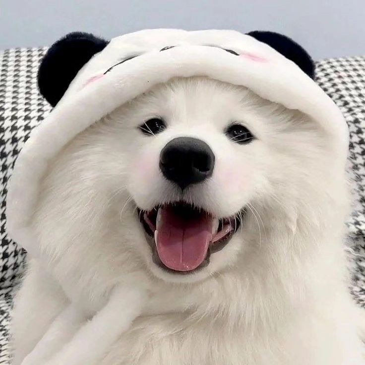 cutiespuppies's tweet image. 