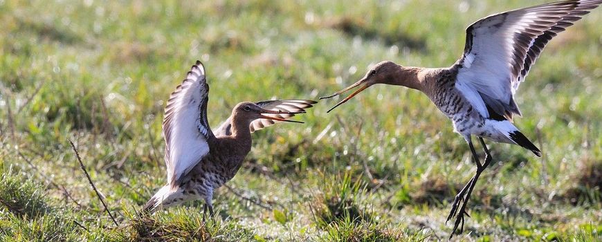 Weidevogelbeheer is elk seizoen ‘doen, leren, beter doen’: Werken aan goede leefgebieden voor grutto’s, tureluurs, kieviten en andere weidevogels vraagt om voortdurend leren en aanpassen. Elk broedseizoen en -gebied is immers anders. Dat biedt de nodige… dlvr.it/TNvsnW