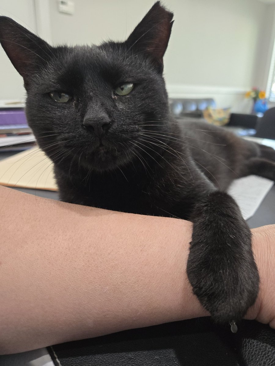 Shadow is insisting I give him attention.  <a href="/donnahot4Gaz/">Donna Petrich</a>  and <a href="/KierstenWarren/">Kiersten Warren</a>.