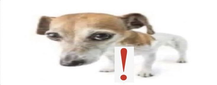 3333__33's tweet photo. @thedogofficial_ https://t.co/X0fv6tEpLr