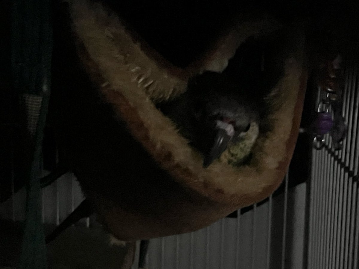 turtle03114's tweet image. 해먹 쓰는거 처음봤어 너무 귀엽다 ㅠㅜ