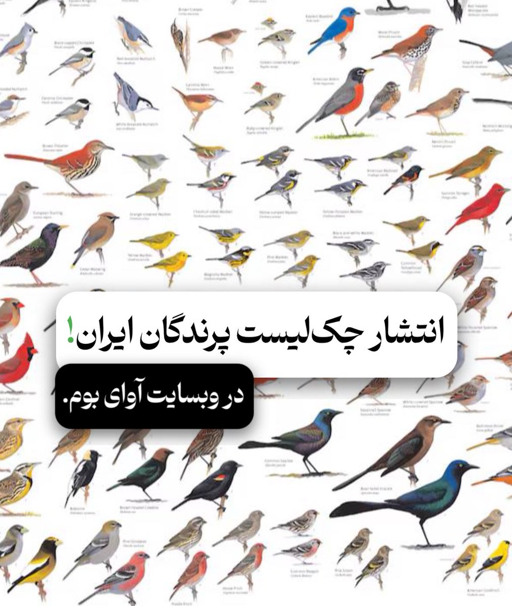 AvayeBoom tweet media