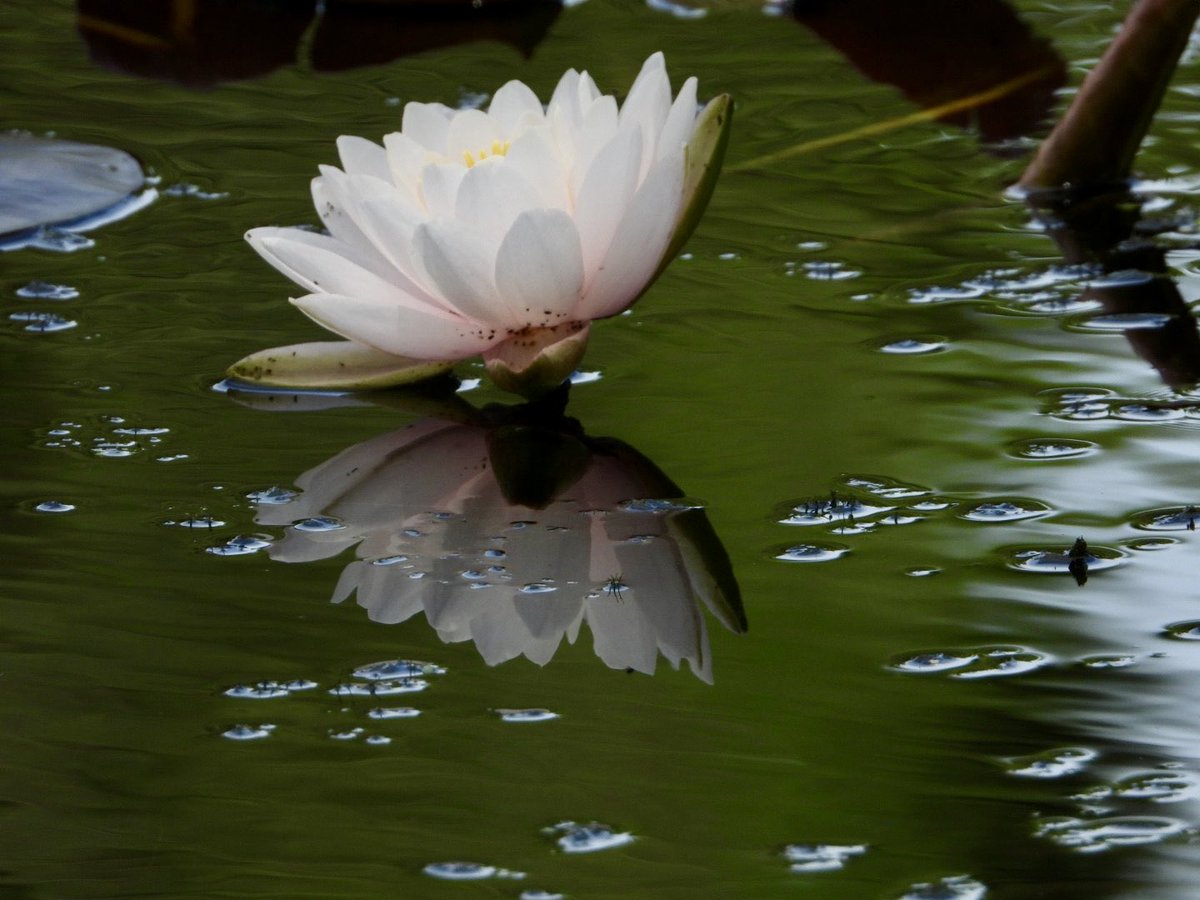 Sopheverafter's tweet image. QP or share your #ReflectionTime