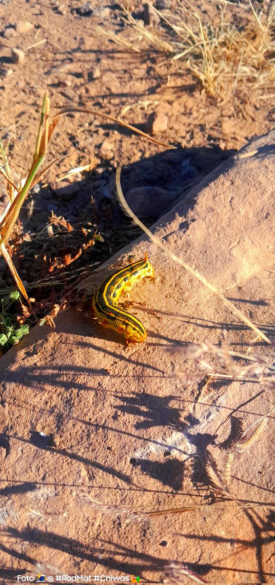 Rod_Mat_'s tweet image. #Esfinge 🐛