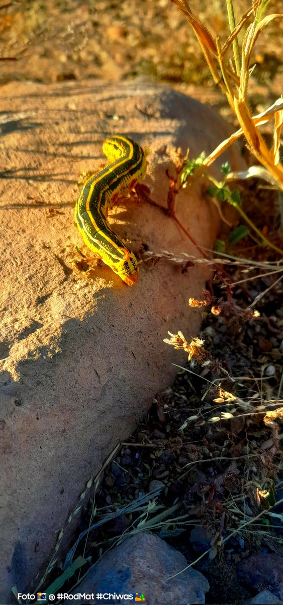 Rod_Mat_'s tweet image. #Esfinge 🐛