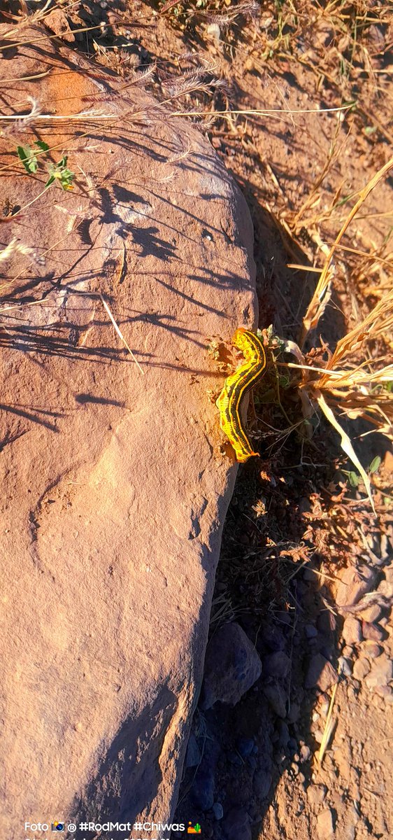 Rod_Mat_'s tweet image. #Esfinge 🐛