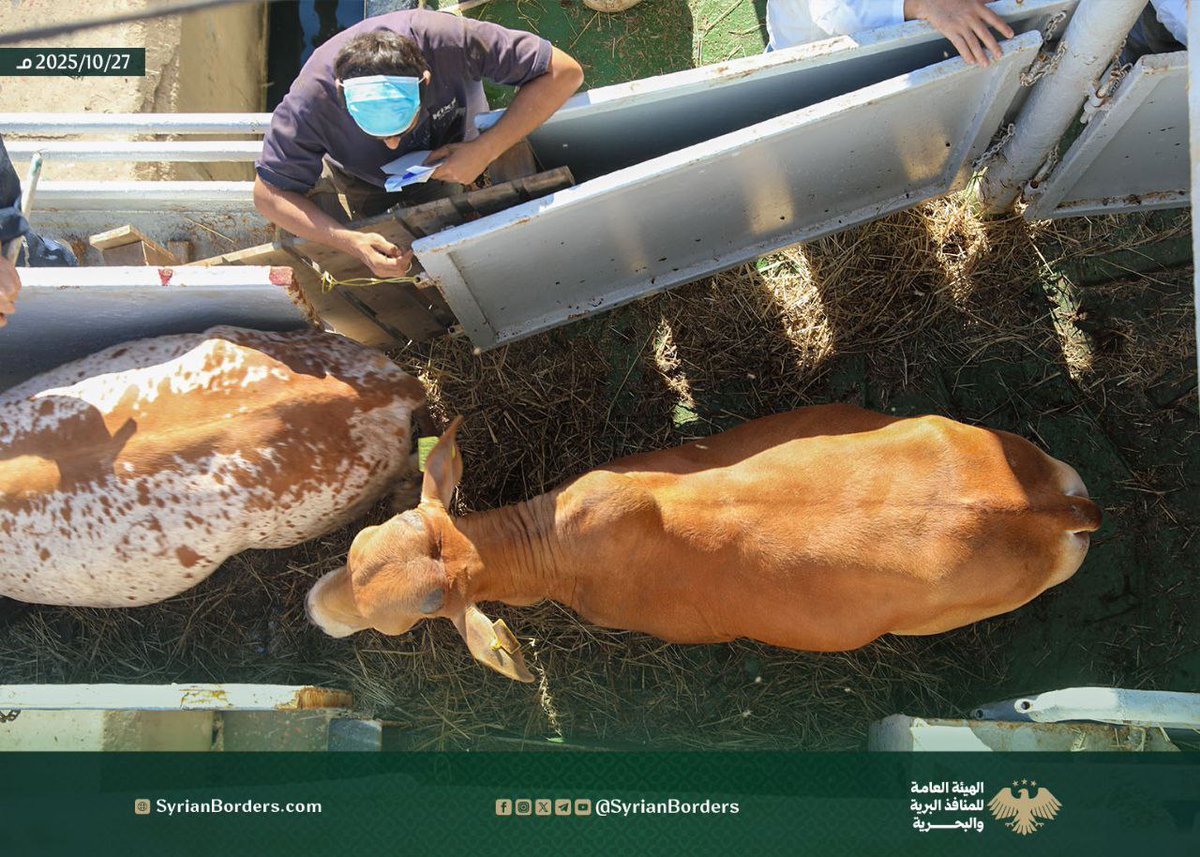 في خطوة تعزز موقع سوريا كممر لوجستي إقليمي، استقبل مرفأ طرطوس أول شحنة ترانزيت من العجول الحية، قادمة من البرازيل، ومتجهة براً إلى جمهورية العراق.

وقد بدأت عمليات التفريغ فوراً عقب وصول الباخرة، وذلك بعد الانتهاء من الفحوصات الطبية البيطرية اللازمة، والتأكد من مطابقة الشحنة