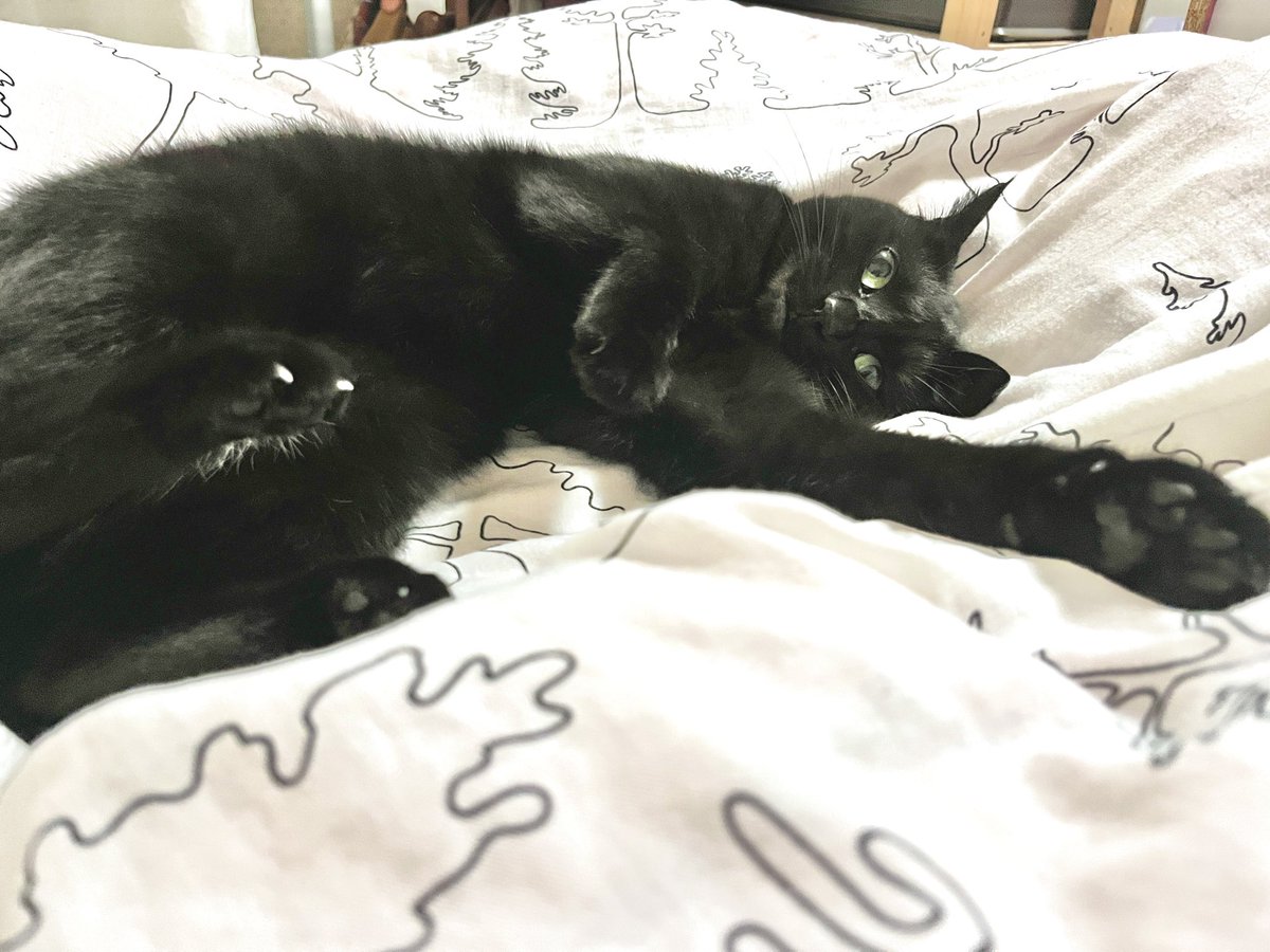 黒猫モモ  ページ ?media_id=3723197372626580746