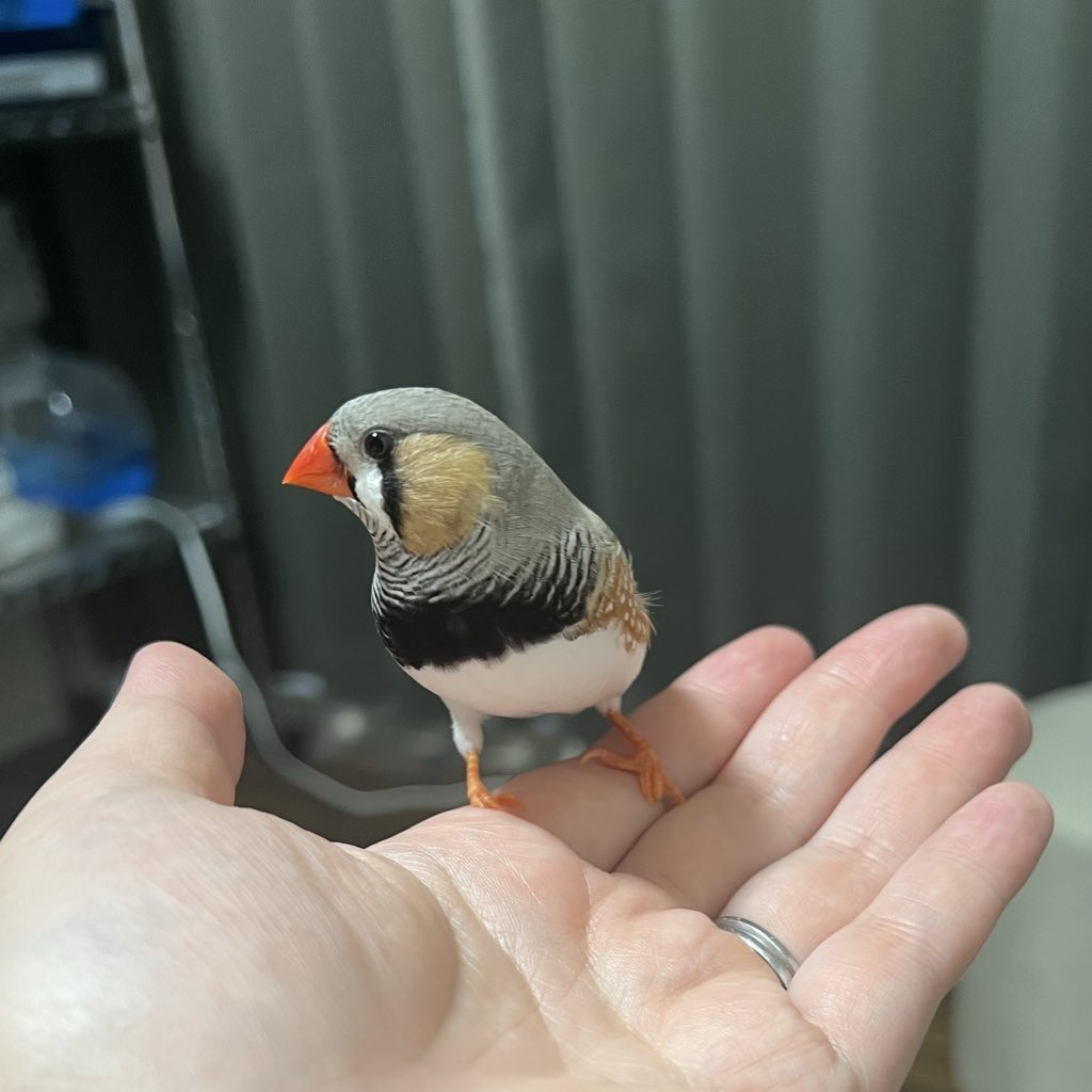 がま口ショップ ハミングバード on X