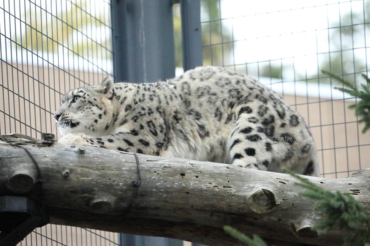 円山写ん歩
高いところでがりがりがり
***
Take a walk at Maruyama Zoo
Scratching at high altitudes
***
🐾
🐾
#円山動物園 #ユキヒョウ #ヒカリ
#maruyamazoo #snowleopard #hikari