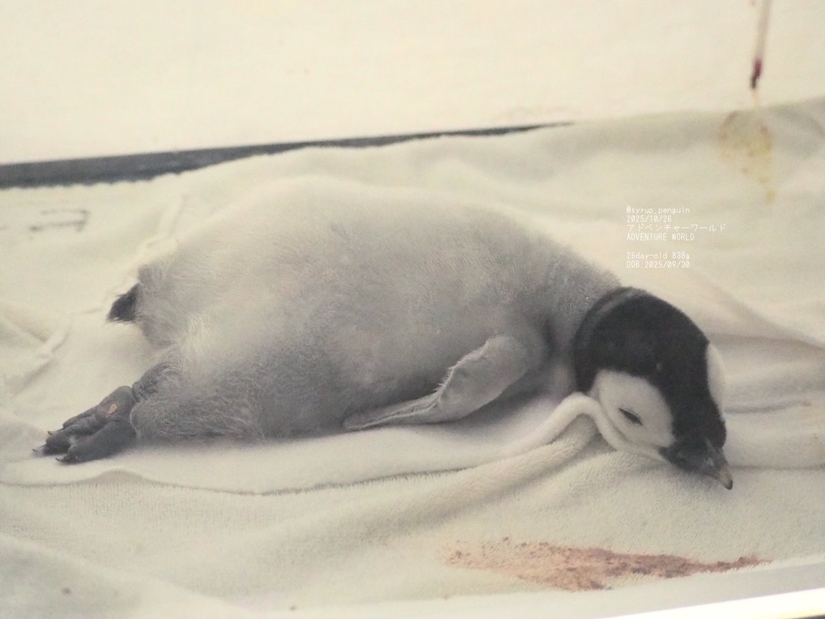 mic 💗ફ્રારુક બલ્સારા‌💗 (@mic_the_Queenie