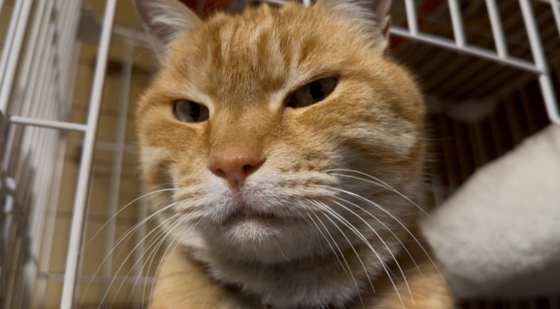 ゴンちゃんは一番シュンくんに懐いてるそうです😸
(フィリピンに行った時も大量の猫に囲まれてたそうです笑)

#DaiShun
#Dai_Shun
#coconi

vt.tiktok.com/ZSHv7CDVMJjnS-…