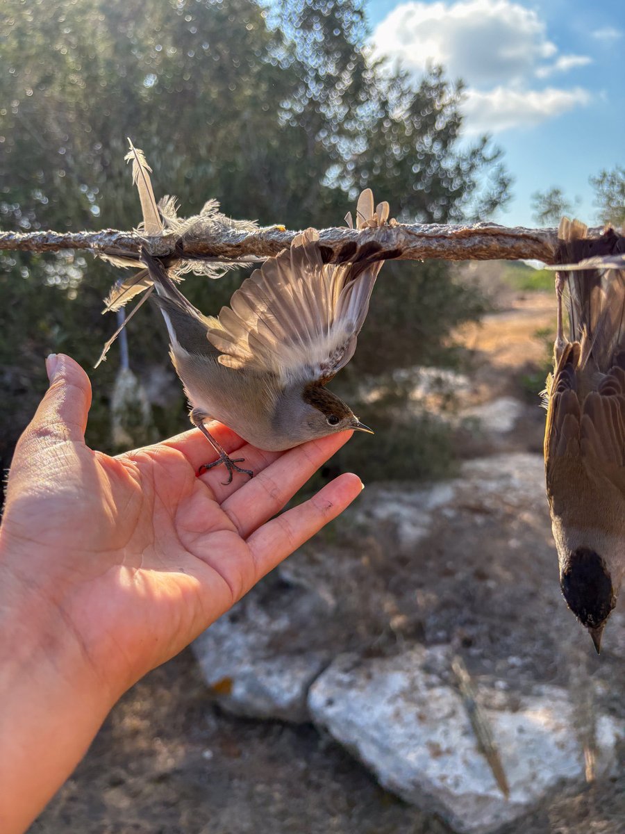 Committee Against Bird Slaughter (CABS) tweet media