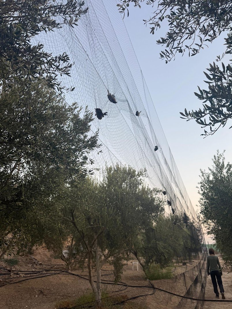 Committee Against Bird Slaughter (CABS) tweet media