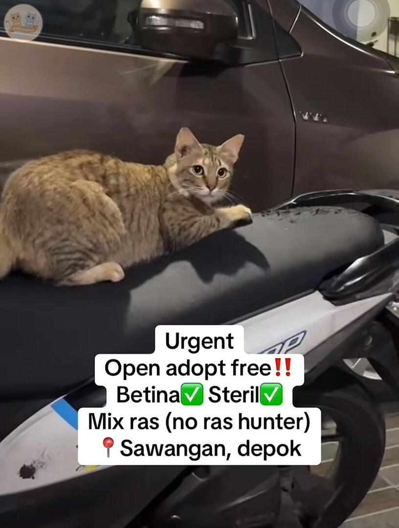 kcg! guys bantu adik ini cari furever home yuk, info terakhir dia mau dibuang💔