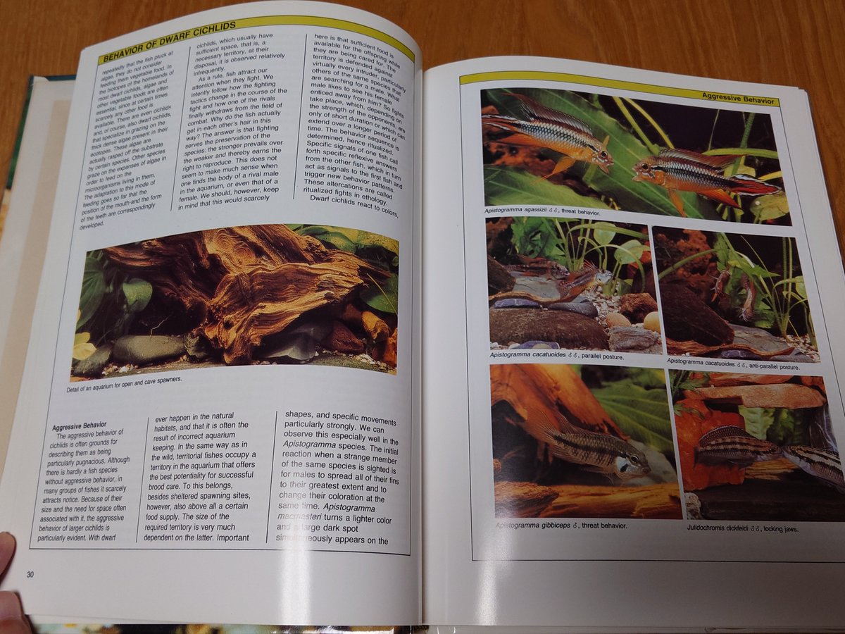 趣味・スポーツ・実用 COMPLETE BOOK OF DWARF CICHLIDS Rossa.11(ロッサ) on X