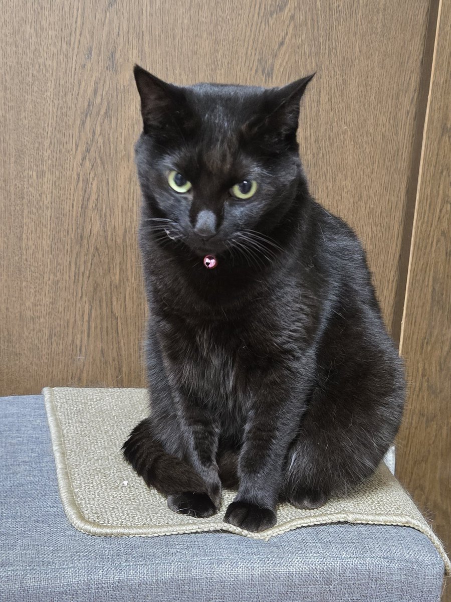 くろねこ 黒猫 (@kuroneko0309252) / X