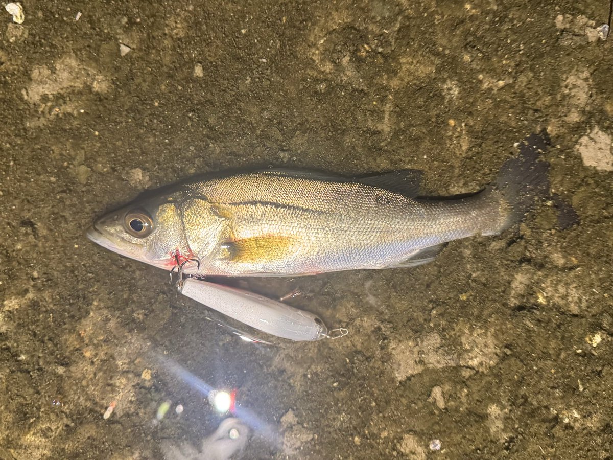 おさかなチンパンジーです。 maaaacy on X