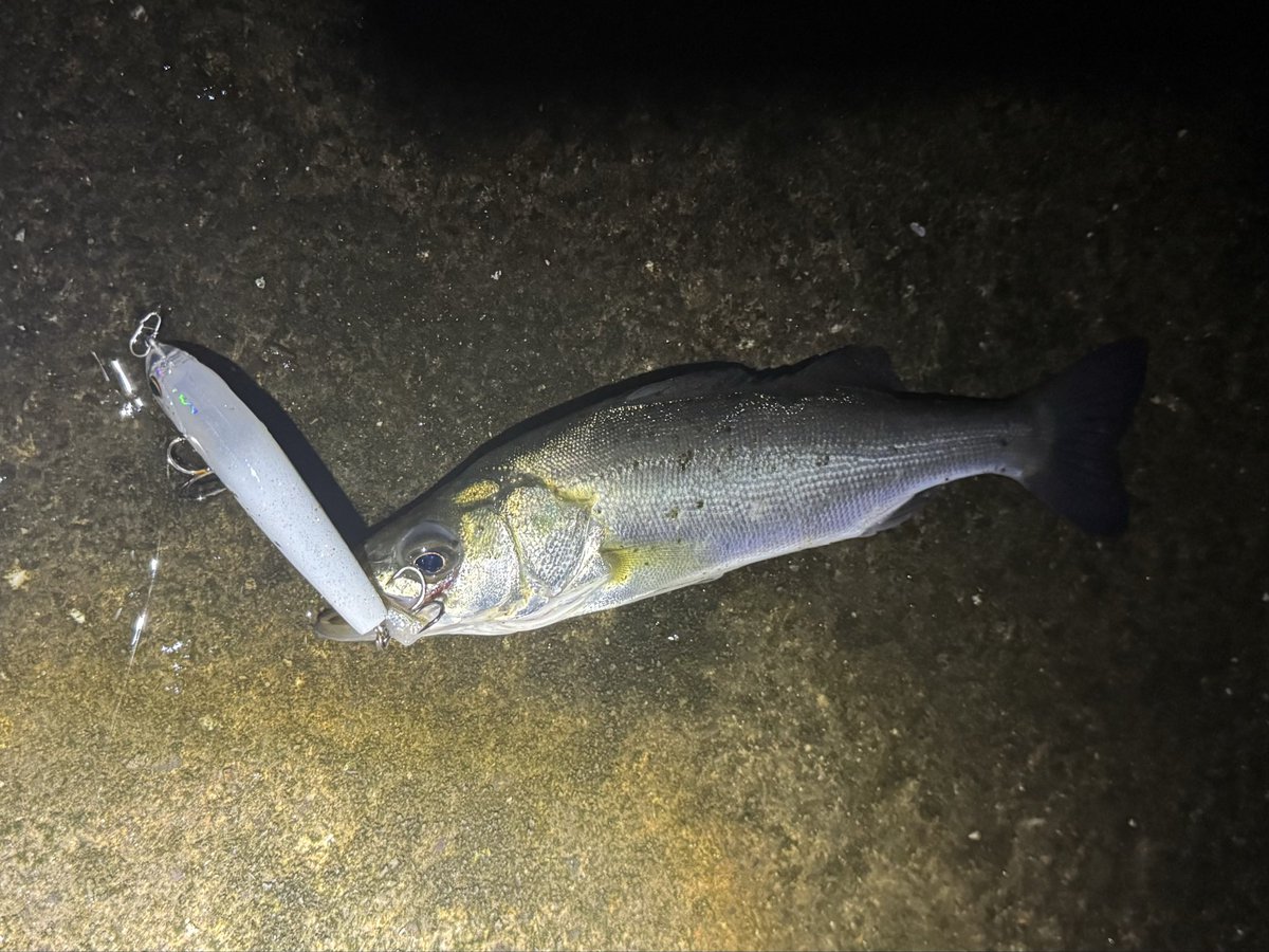 おさかなチンパンジーです。 maaaacy on X