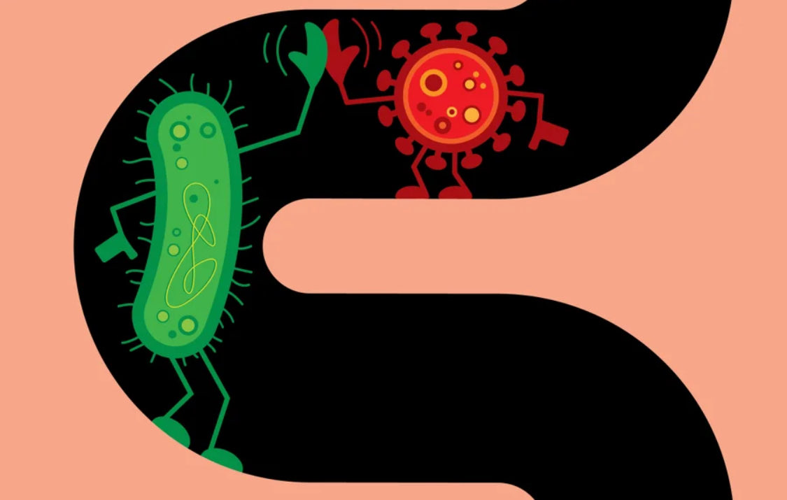 💕🦠Los virus tienen mala reputación, sin embargo en lo profundo de nuestro intestino tenemos millones de ellos formando parte de la microbiota (que generalmente asociamos con bacterias) ayudando a mantener nuestra salud.

Sabemos que nuestro viroma cambia con la edad, la dieta y
