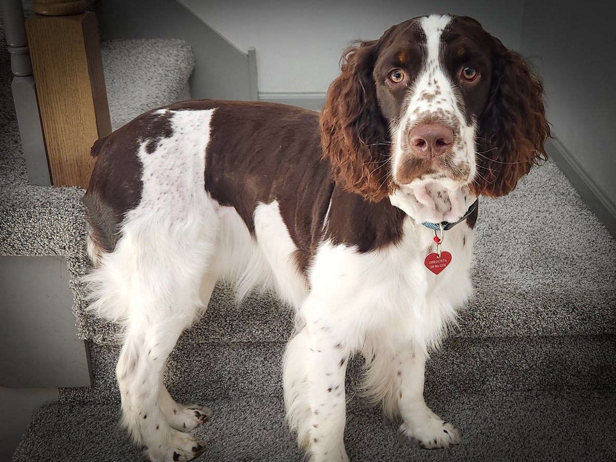 Dale Obrochta tweet media