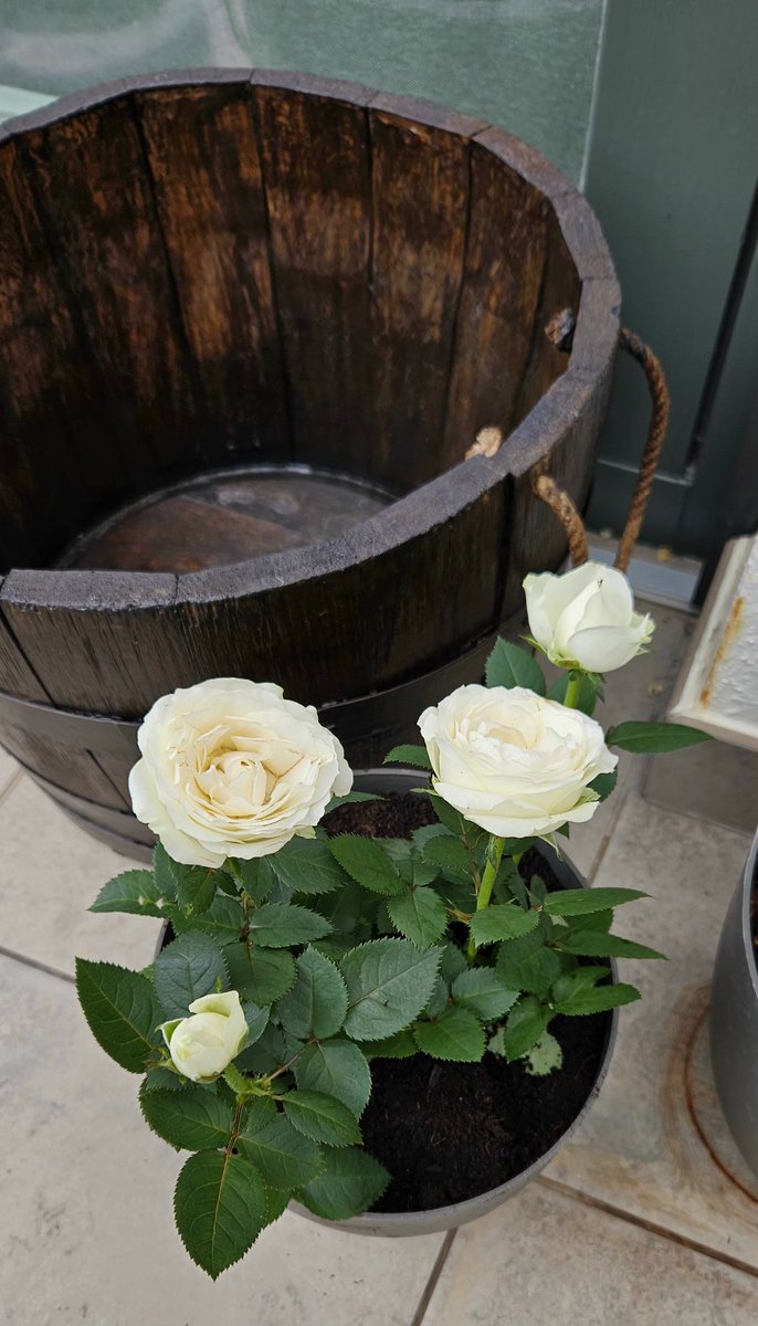 M'he comprat aquest arbret que es diu 'Pachira acuatica' Diu l'historia que es diu l'arbre dels diners perquè 'Con la ayuda de las ventas el agricultor progresó y se hizo rico'!! S'ha de pensar.
També he agafat aquest roser blanc 🤍