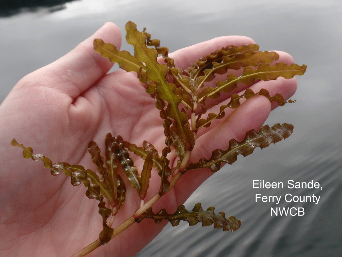 westapms's tweet image. 🌿 With warmer winters, invasive Curly-leaf Pondweed (Potamogeton crispus) will emerge earlier than ever! 👀 BOLO for “lasagna-noodle” leaves in cool, shallow lakes—early growth can outcompete natives.

nwcb.wa.gov/weeds/curlylea…

#WAPMS #invasiveplants #aquaticweeds