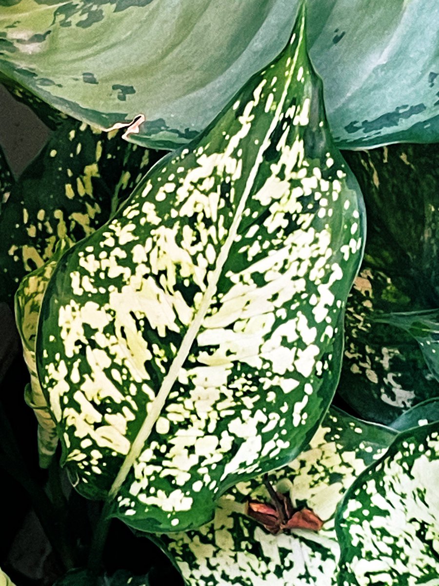 arksangel's tweet photo. #Leaves Today’s photo challenge #anyseason https://t.co/hivWbo0Ba1