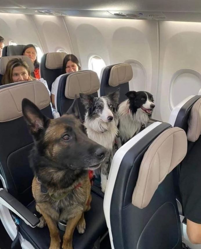 TweeetsOfDogs's tweet image. Three rescue dogs traveling peacefully on a plane