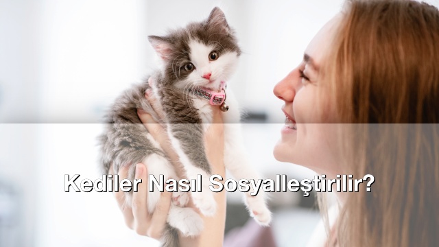 Kediler Nasıl Sosyalleştirilir?
bilgi.net/2025/10/kedile…

#bilgi #bilgisitesi #bilginet #hayvanlaralemi