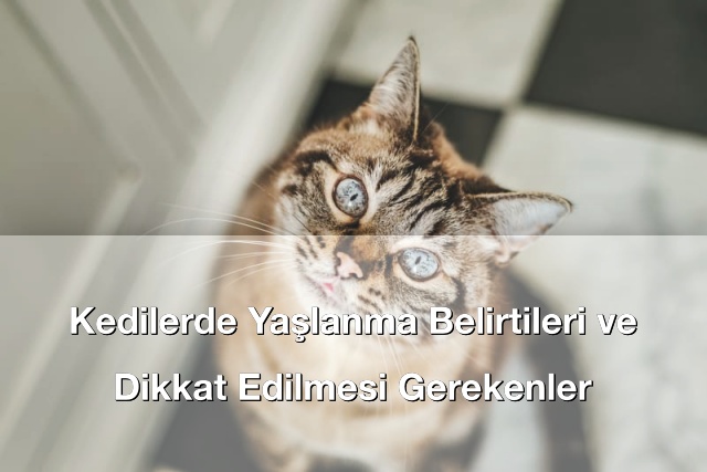 Kedilerde Yaşlanma Belirtileri ve Dikkat Edilmesi Gerekenler
bilgi.net/2025/10/kedile…

#bilgi #bilgisitesi #bilginet #hayvanlaralemi