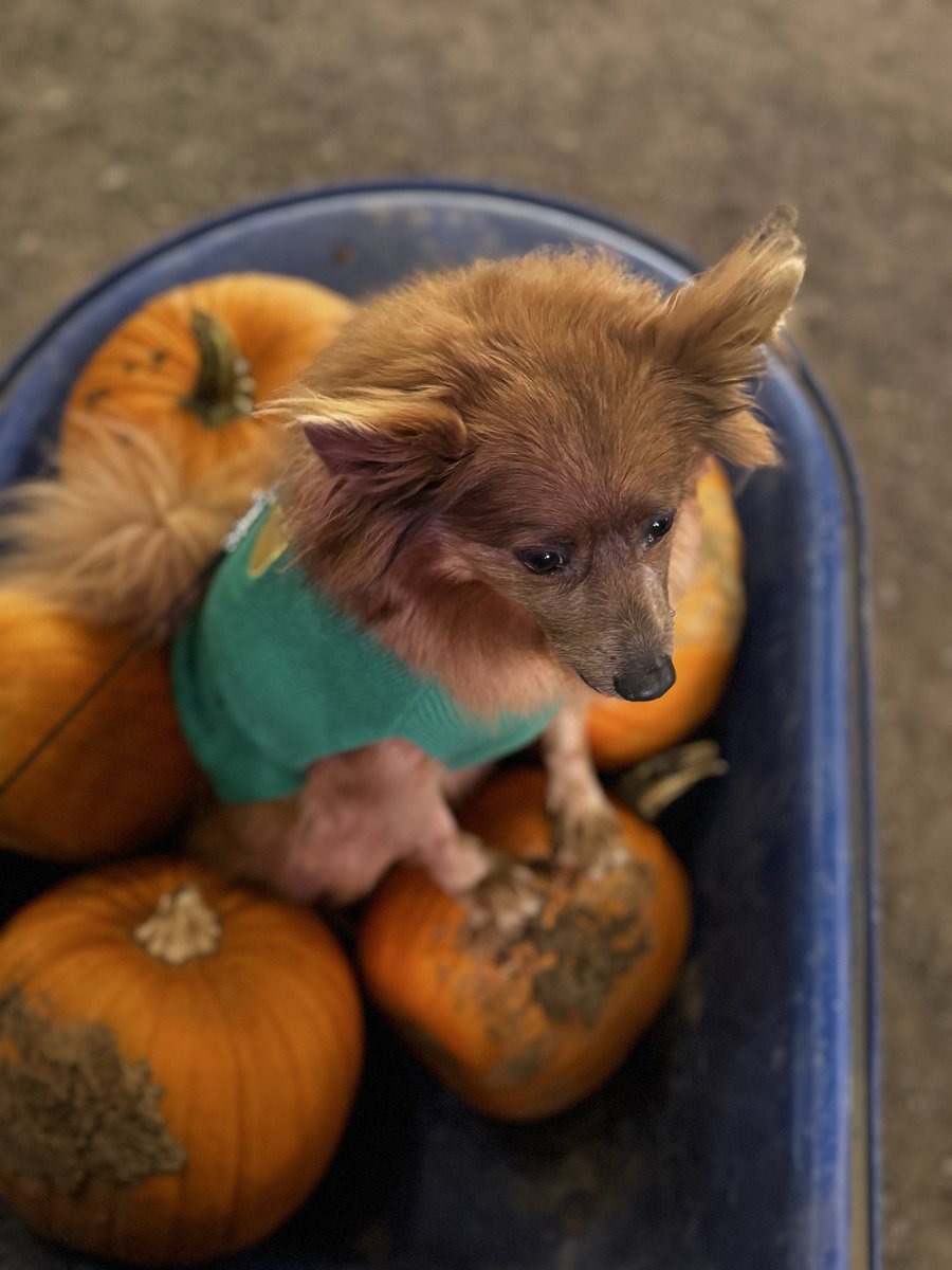 🫶🏼🎃✨🧡🥲