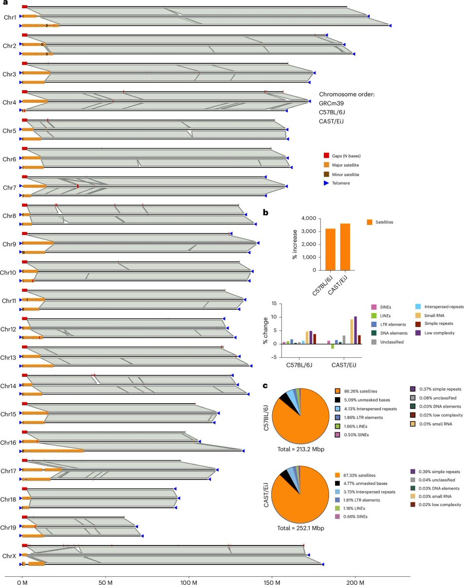 jsantoyo's tweet image. Complete genome assemblies of two mouse subspecies reveal structural diversity of telomeres and centromeres. #MouseGenomes #StructuralVariants #TsT #Centromeres #Genomics @NatureGenet 
nature.com/articles/s4158…
