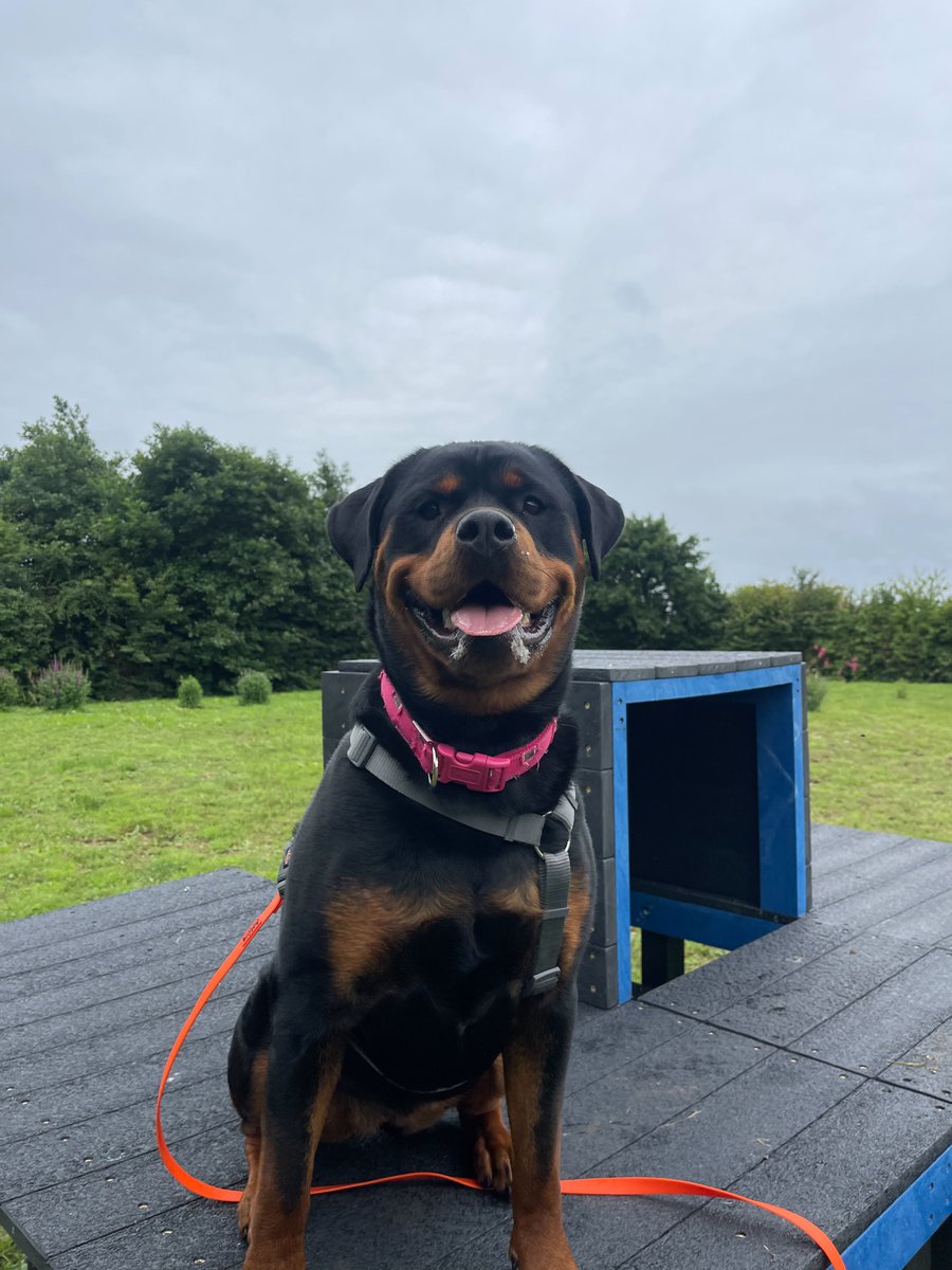 MADRA Mutts Anonymous Dog Rescue & Adoption tweet media