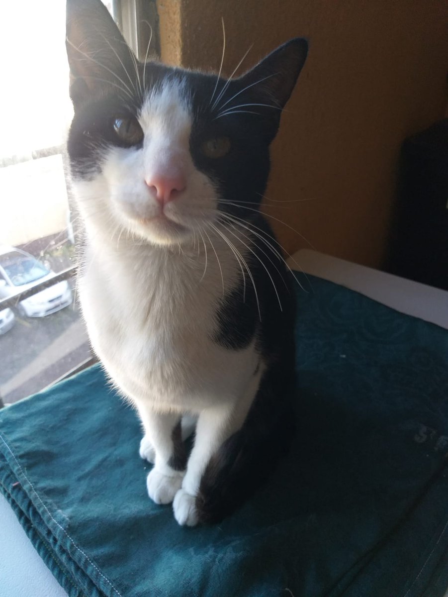 Él es Pandita 🐈quien en algún momento tuvo 🏡, pero debido a la Circunstancias y Falta de compromiso de su humana quedó en Situación de calle , sucio , hambriento y empolvado lo recogí de la calle , le traslade a Veterinaria fue Vacunado y esterilizado Ahora busca 1 🏡 🫂 CDMX