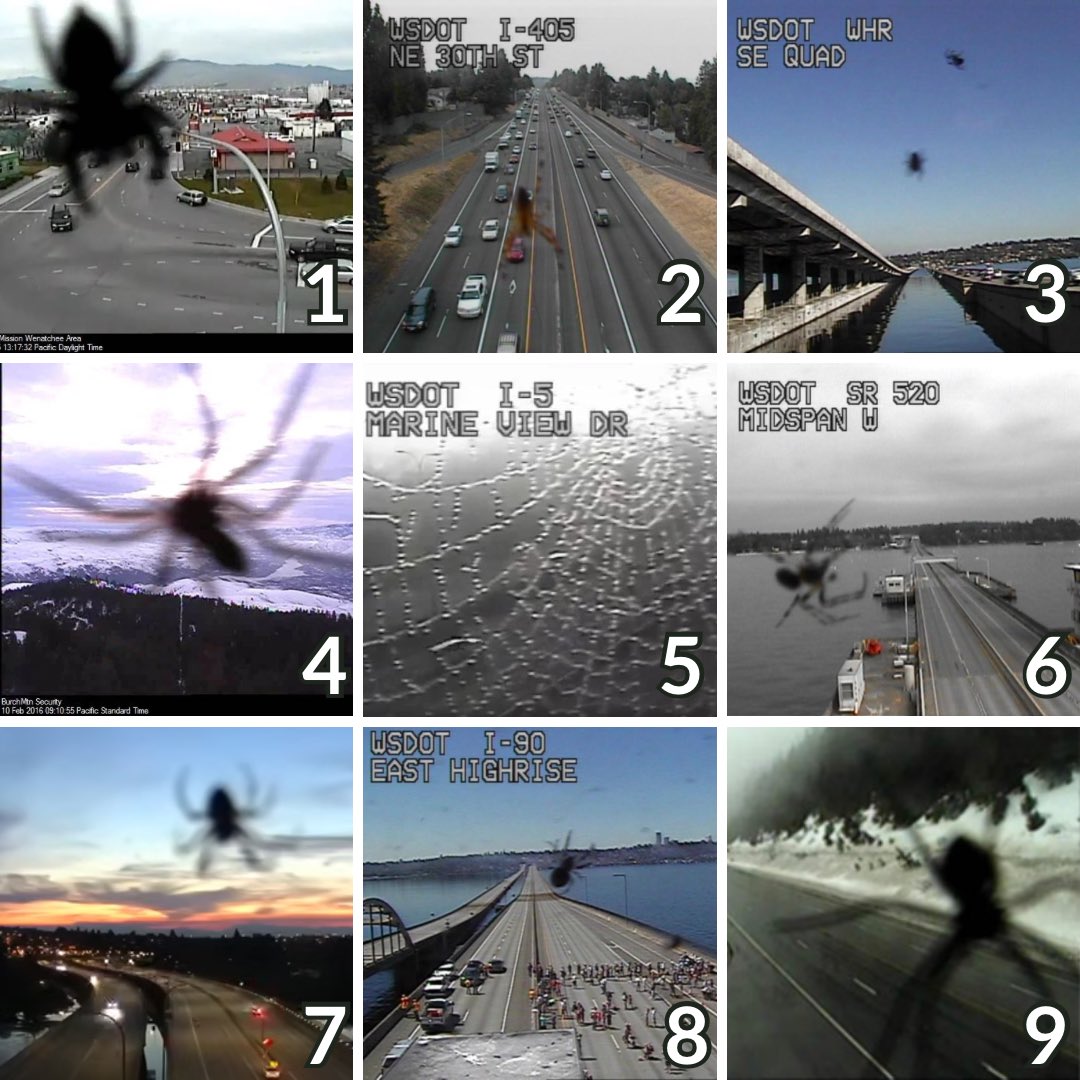 wsdot's tweet image. Which traffic cam spider are you today?