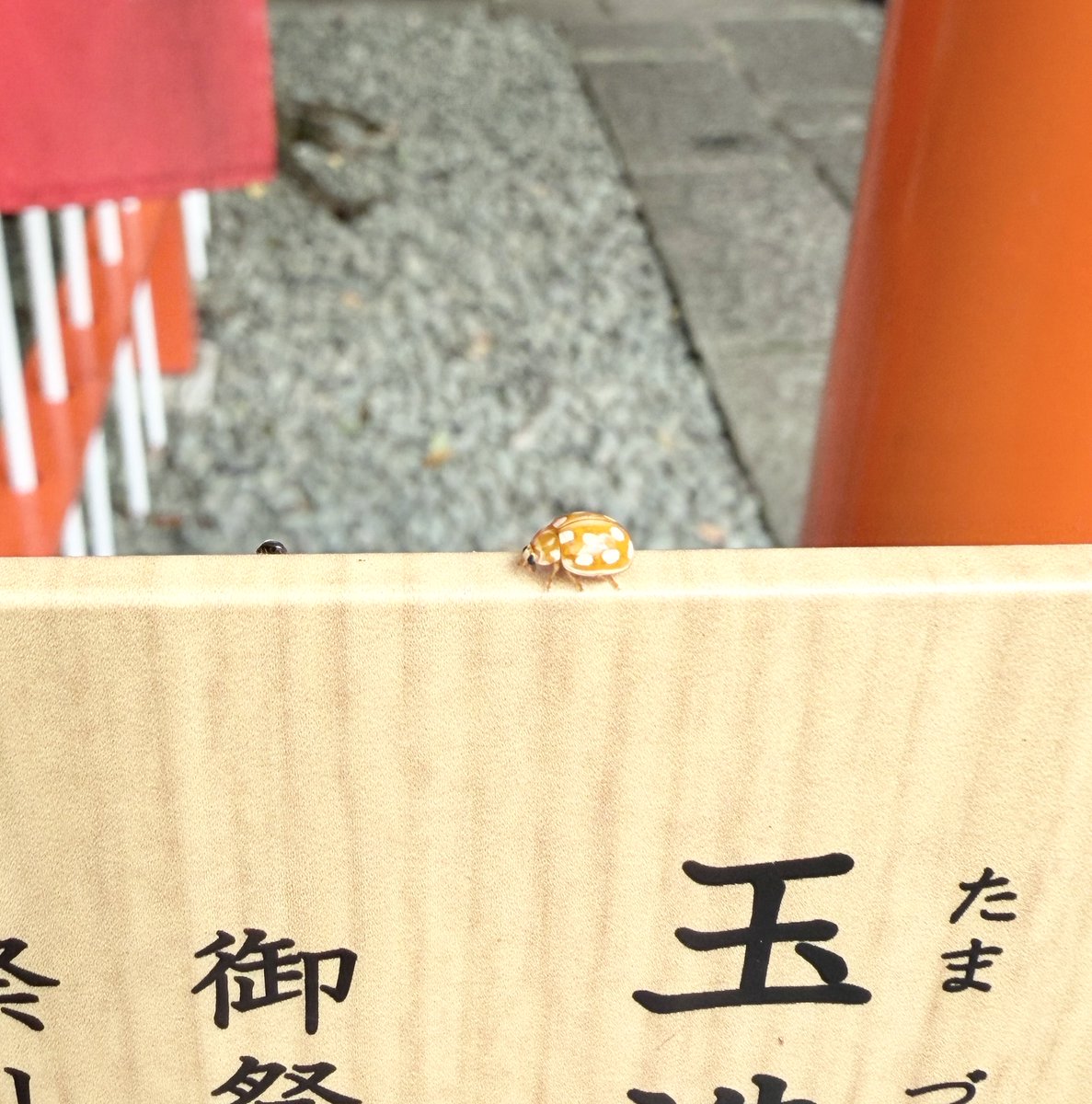 オッドタクシー on X