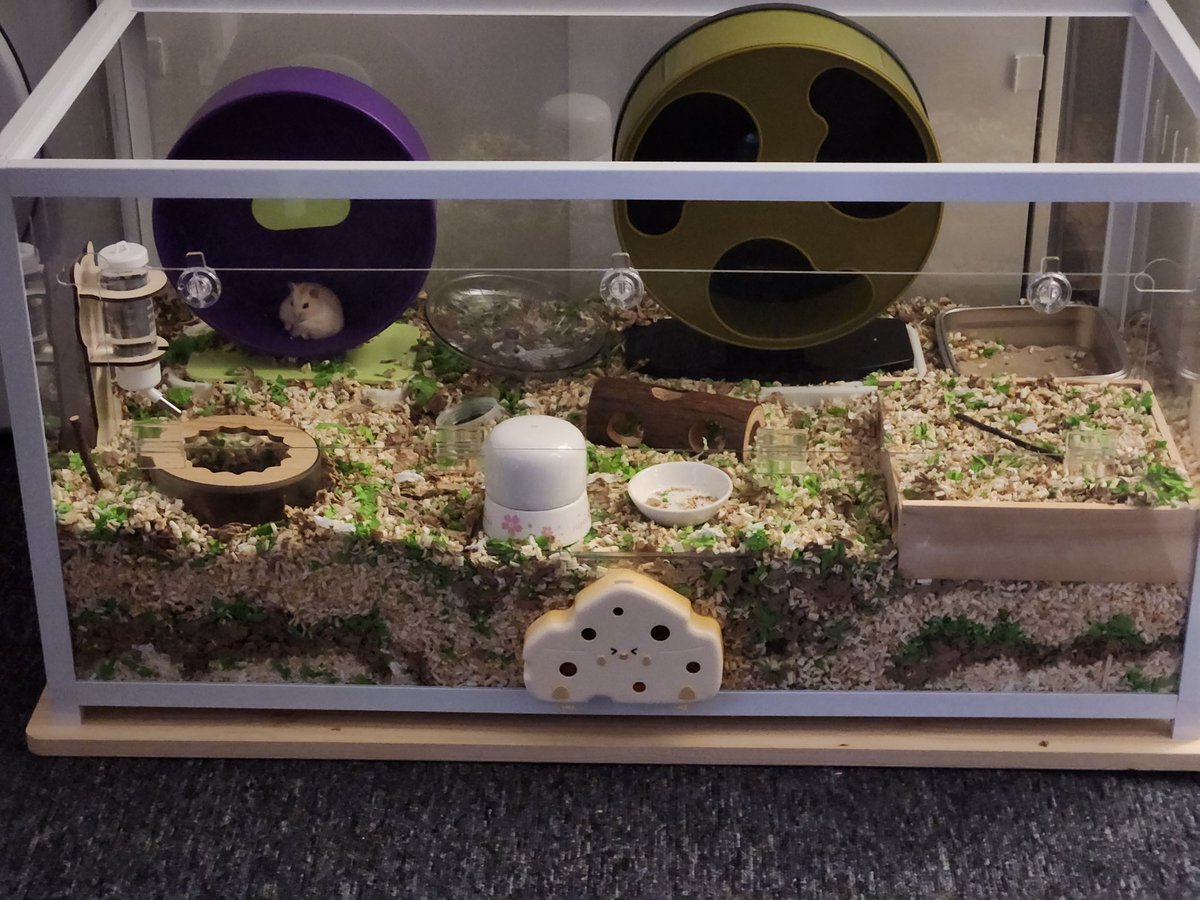 쥐에게 새로운 가구를 추가해주다....