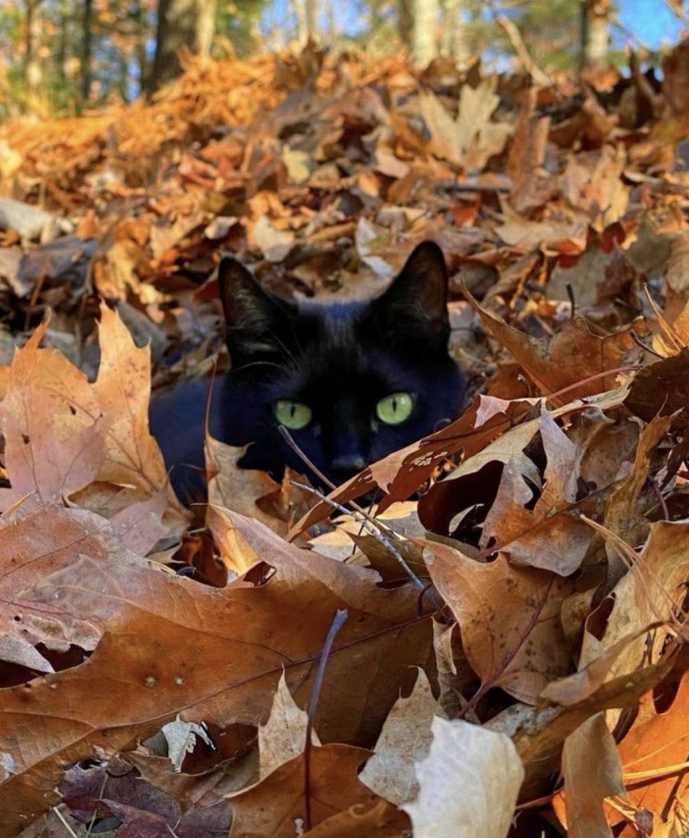 Frank Serpico (@yann08348989) on Twitter photo 