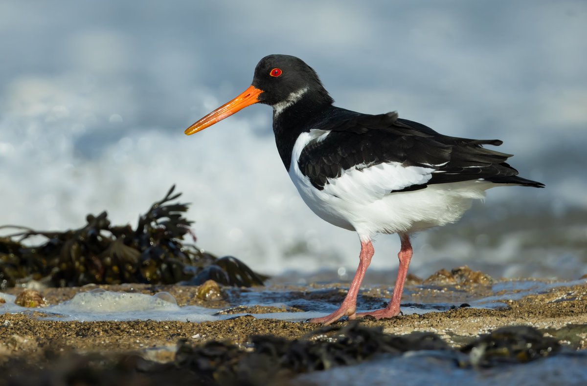 Oystercatcher hanging on to the last second as a big wave comes in. Bamburgh.