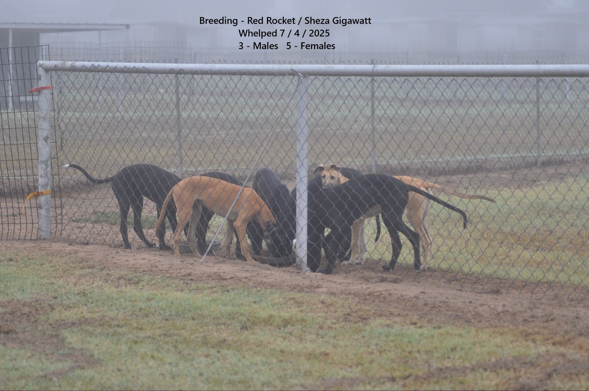 RacingGreyhound's tweet photo. Young racing greyhounds eating this morning here on the farm https://t.co/5HjZFx6BJ3