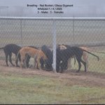 Photo by Racing Greyhounds (@RacingGreyhound)