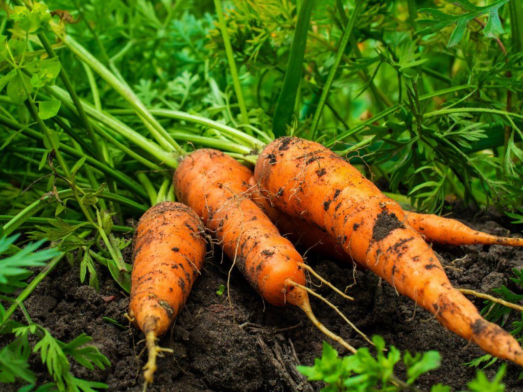 LegenceThe's tweet photo. Carrot Q&A: Straight from the Field!
Did you know carrots thrive in loose, well-drained soil with full sunlight?
They’re rich in nutrients, valuable for farmers, and vital for community nutrition.
#Carrots #Agriculture #FarmFacts #TheLegenceGroup #SustainableFarming https://t.co/X4DhY7xAyA
