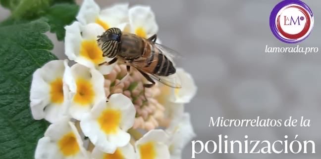 RevistaLaMorada's tweet image. Y así, en pleno otoño, una fotografía de @luisa_g_v nos lleva a crear estos #microrrelatos:

 𝑴𝒊𝒄𝒓𝒐𝒓𝒓𝒆𝒍𝒂𝒕𝒐𝒔 𝒅𝒆 𝒍𝒂 𝒑𝒐𝒍𝒊𝒏𝒊𝒛𝒂𝒄𝒊𝒐́𝒏

lamorada.pro/2025/10/micror…

#LecturasRecomendadas