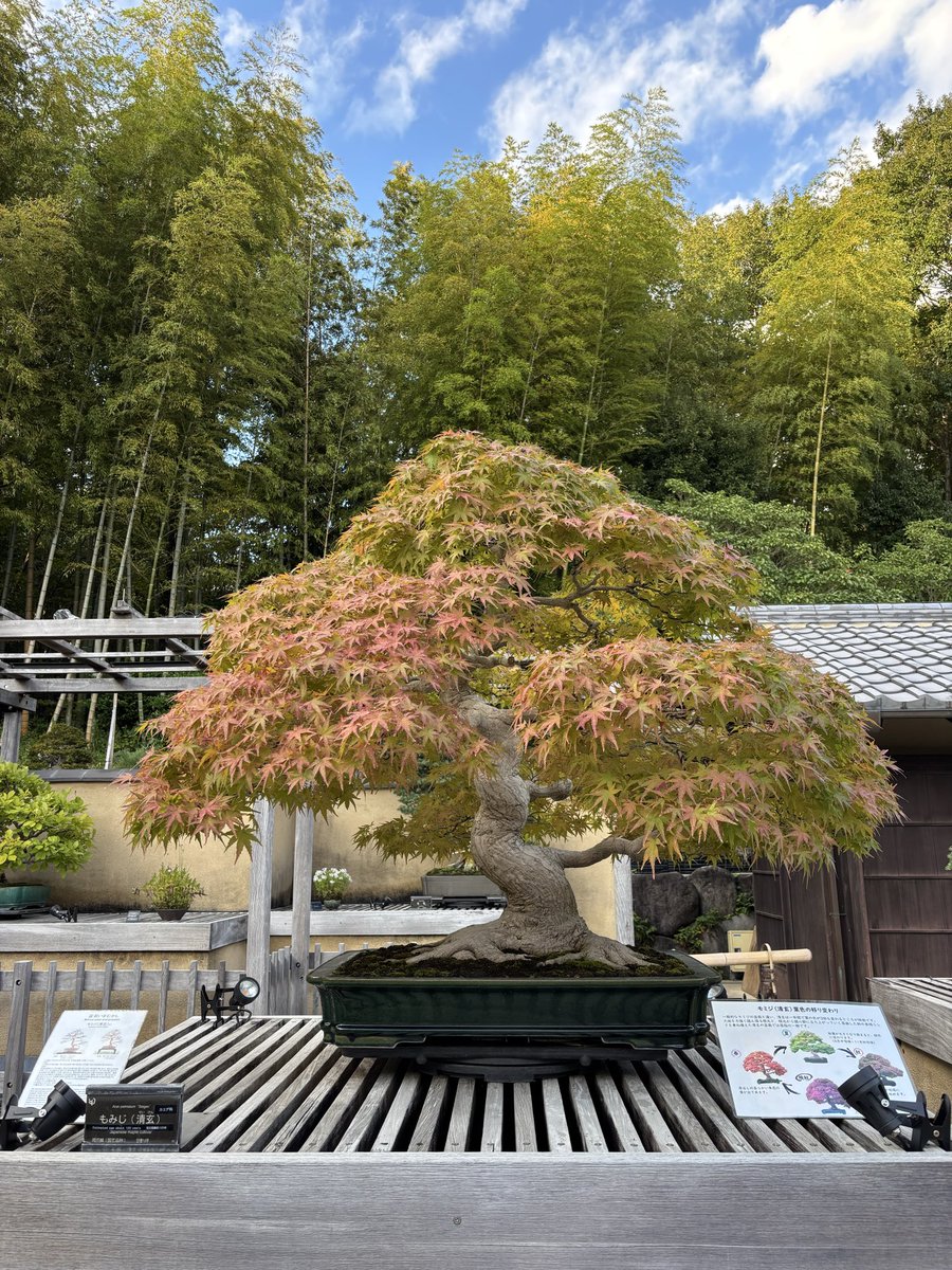 danilokato's tweet photo. 昭和記念公園に行った。東京のいろんな場所に行けてうれしい。立川も最高だった！
紅葉はまだ少しだったけど､また行きたい。
hoje conheci o shōwa kinen park em tachikawa, tokyo. as cores de outono estavam quase saindo🍂🍁❤️ https://t.co/mbuOv342M7